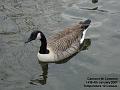 2007-0104goose